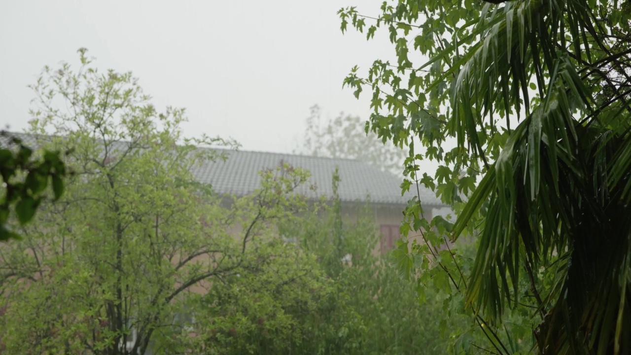 夏日的大雨落在花园的草坪上，树木和灌木在风中摇曳。实时的，没有人视频素材