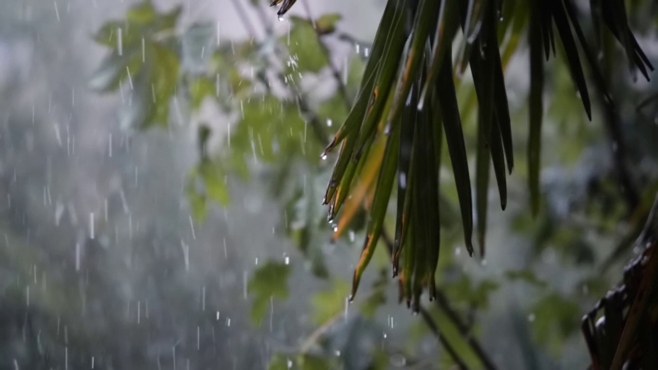 盛夏的大雨落在大棕榈或随风摇曳的华盛顿树叶上。慢镜头，180帧，没有人视频素材