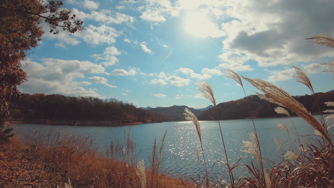 湖，秋天和芦苇在横城郡/江原道，韩国视频素材