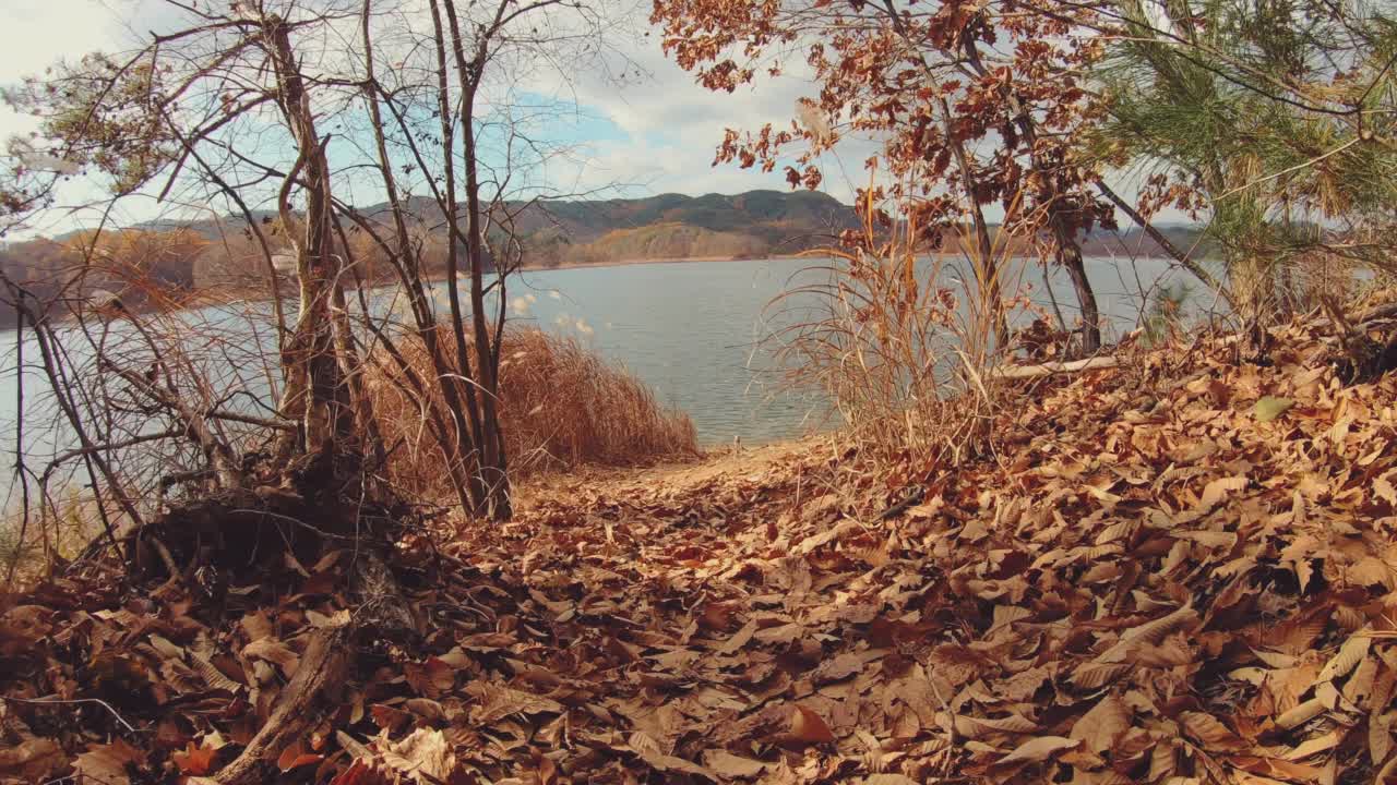 湖，秋天和芦苇在横城郡/江原道，韩国视频素材