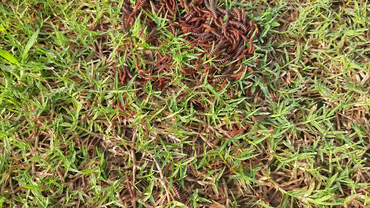 许多千足虫在雨季行走。视频素材