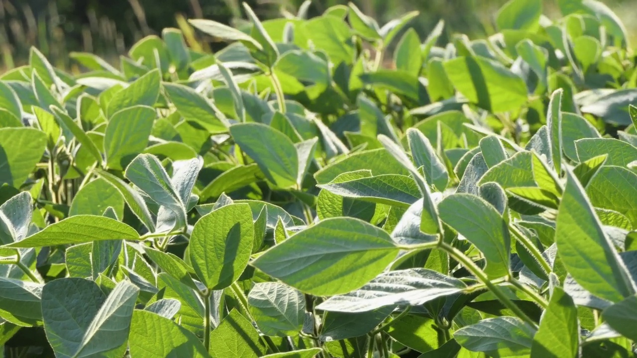 农业。大豆种植园近景绿豆田。农场经营理念。大豆种植，蔬菜，植物，生物护理。农业农场4 k视频素材