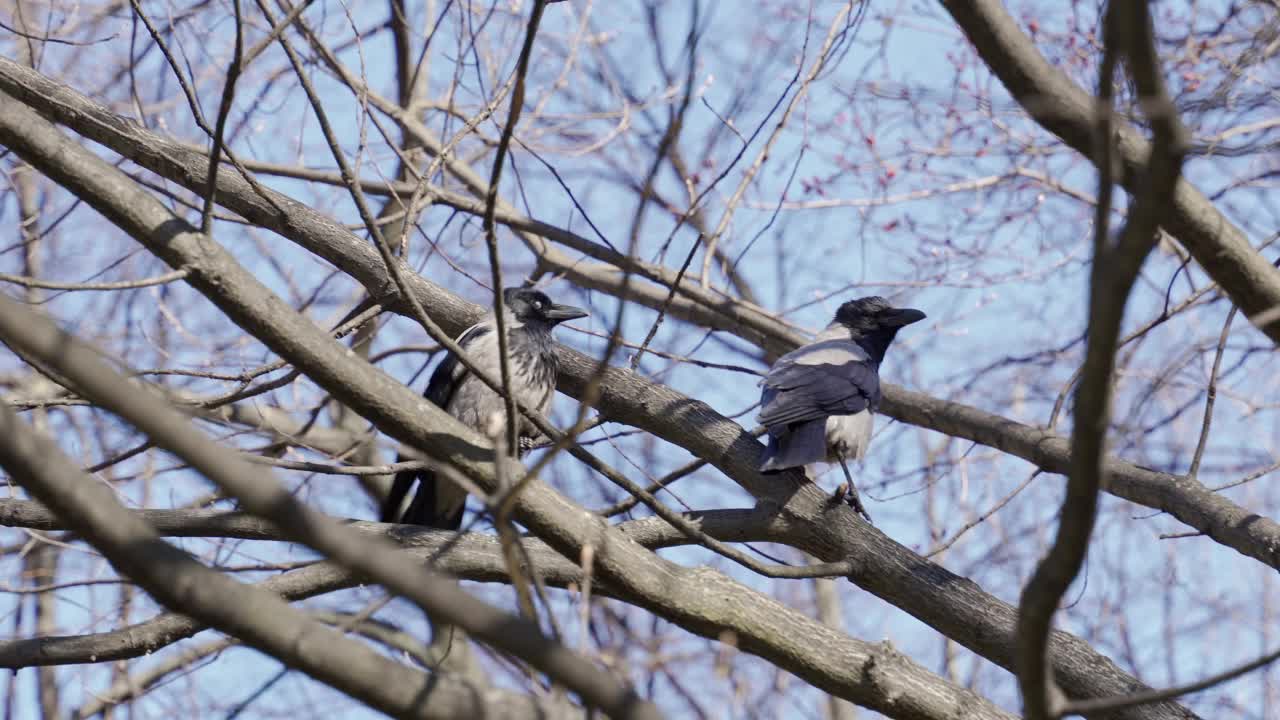 两只灰色的乌鸦坐在没有叶子的树枝上，映衬着蓝天视频素材