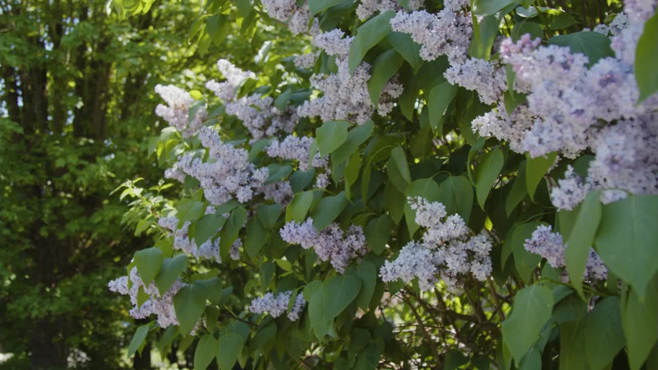 丁香花丛在夏天开花视频素材