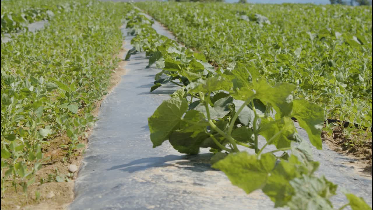 黄瓜在农田上成行种植视频素材