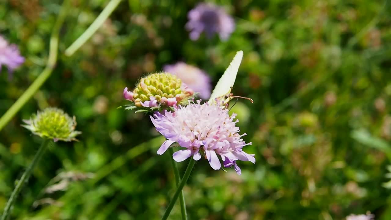 粉色三叶草花上的绿蝴蝶。视频素材