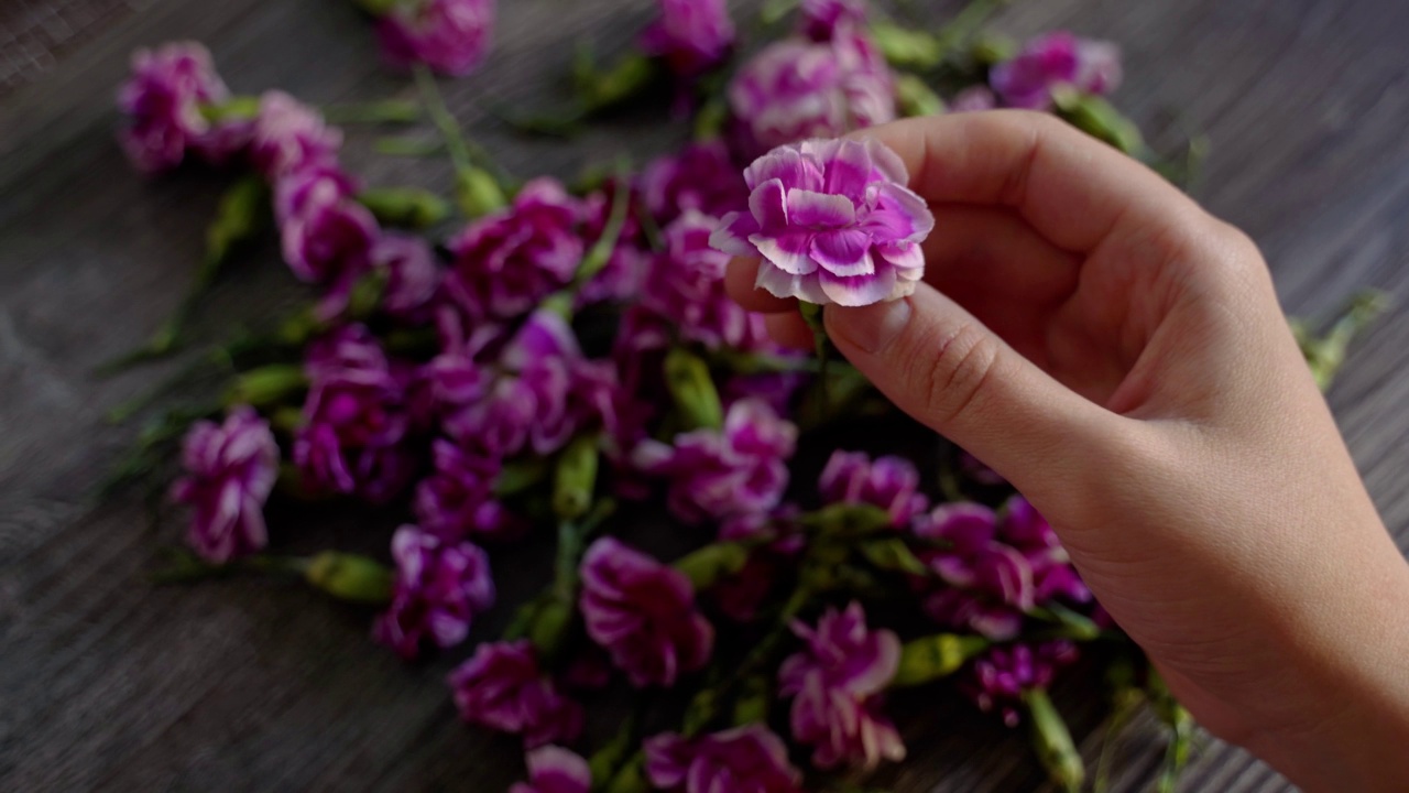 一朵康乃馨的丁香花蕾，在女性手中，背景是剪开的花蕾视频素材