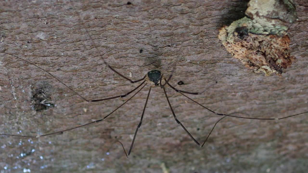 奥佩利昂人在风中摇摆。Opiliones(原名Phalangida)是一种蛛形纲动物，俗称收割者、收割者或长腿爸爸。蜘蛛坐在森林里的树干上。拍摄宏。视频素材