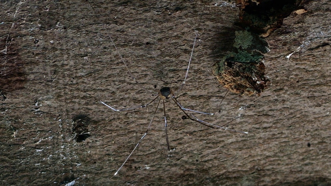 Opiliones(原名Phalangida)是一种蛛形纲动物，俗称收割者、收割者或长腿爸爸。蜘蛛坐在森林里的树干上。拍摄宏。视频素材