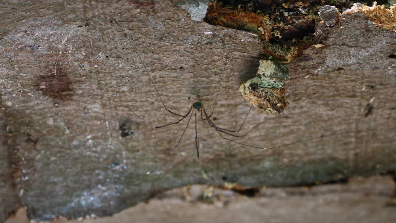 Opiliones(原名Phalangida)是一种蛛形纲动物，俗称收割者、收割者或长腿爸爸。蜘蛛坐在森林里的树干上。拍摄宏。视频素材