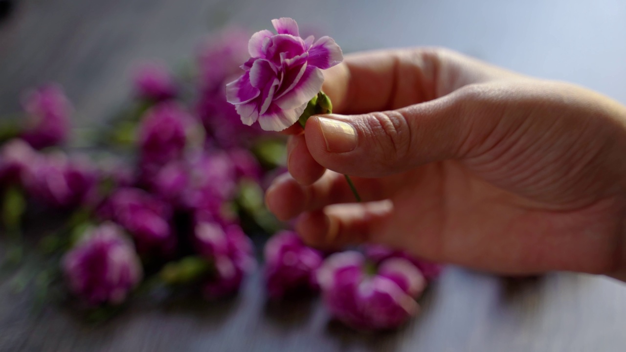 一朵康乃馨的丁香花蕾，在女性手中，背景是剪开的花蕾。模糊的背景视频素材