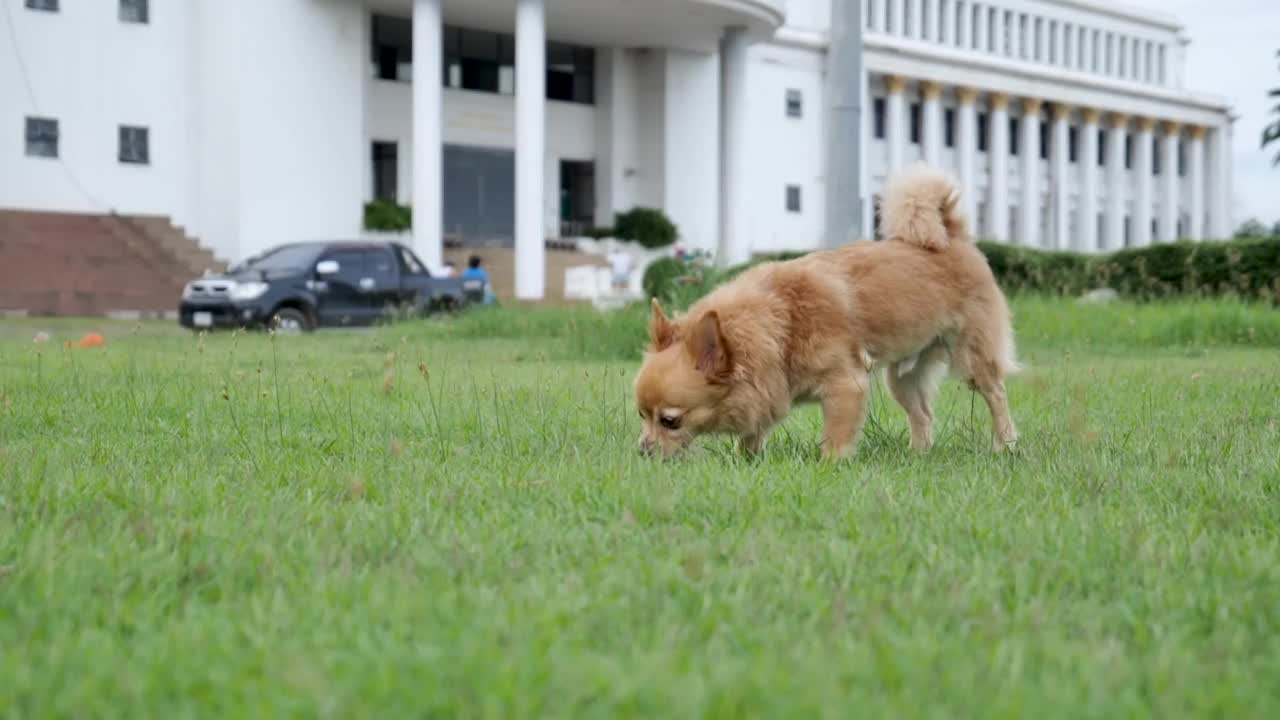 吉娃娃狗走在绿色的草坪上。狗慢步走。视频素材