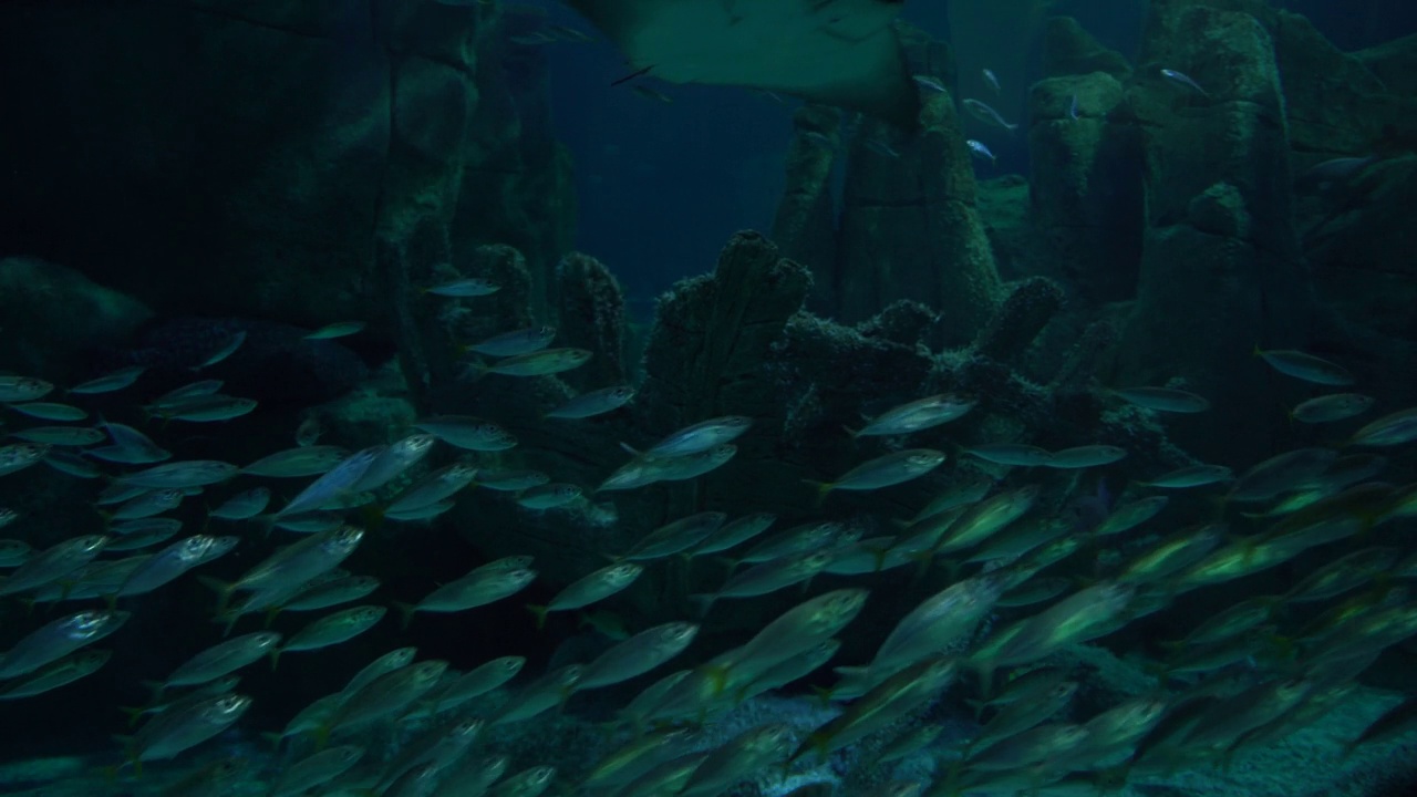 一群银鱼在一个大型水族馆视频下载