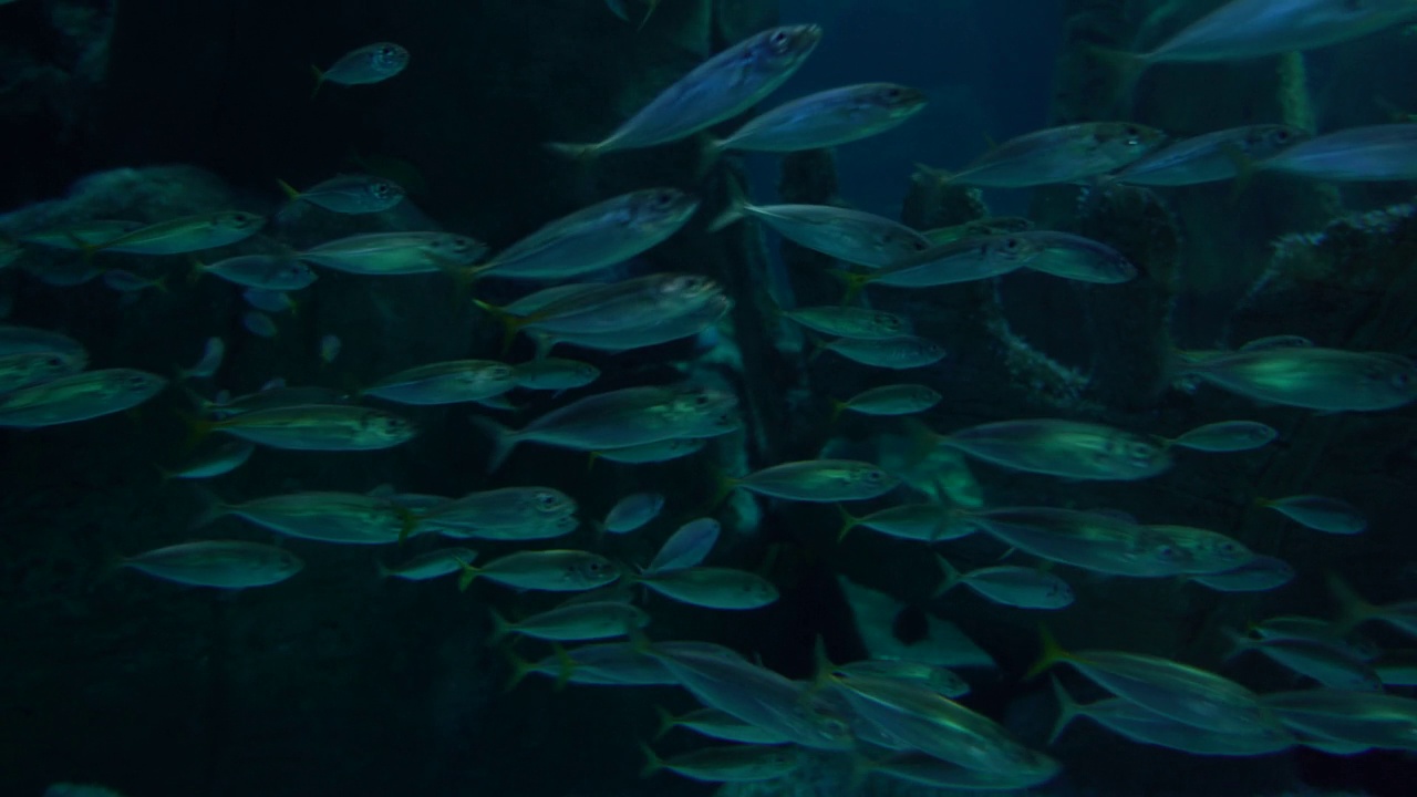 一群银鱼在一个大型水族馆视频下载