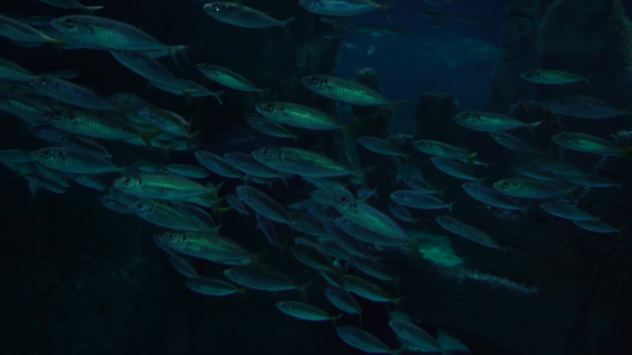 一群银鱼在一个大型水族馆视频素材