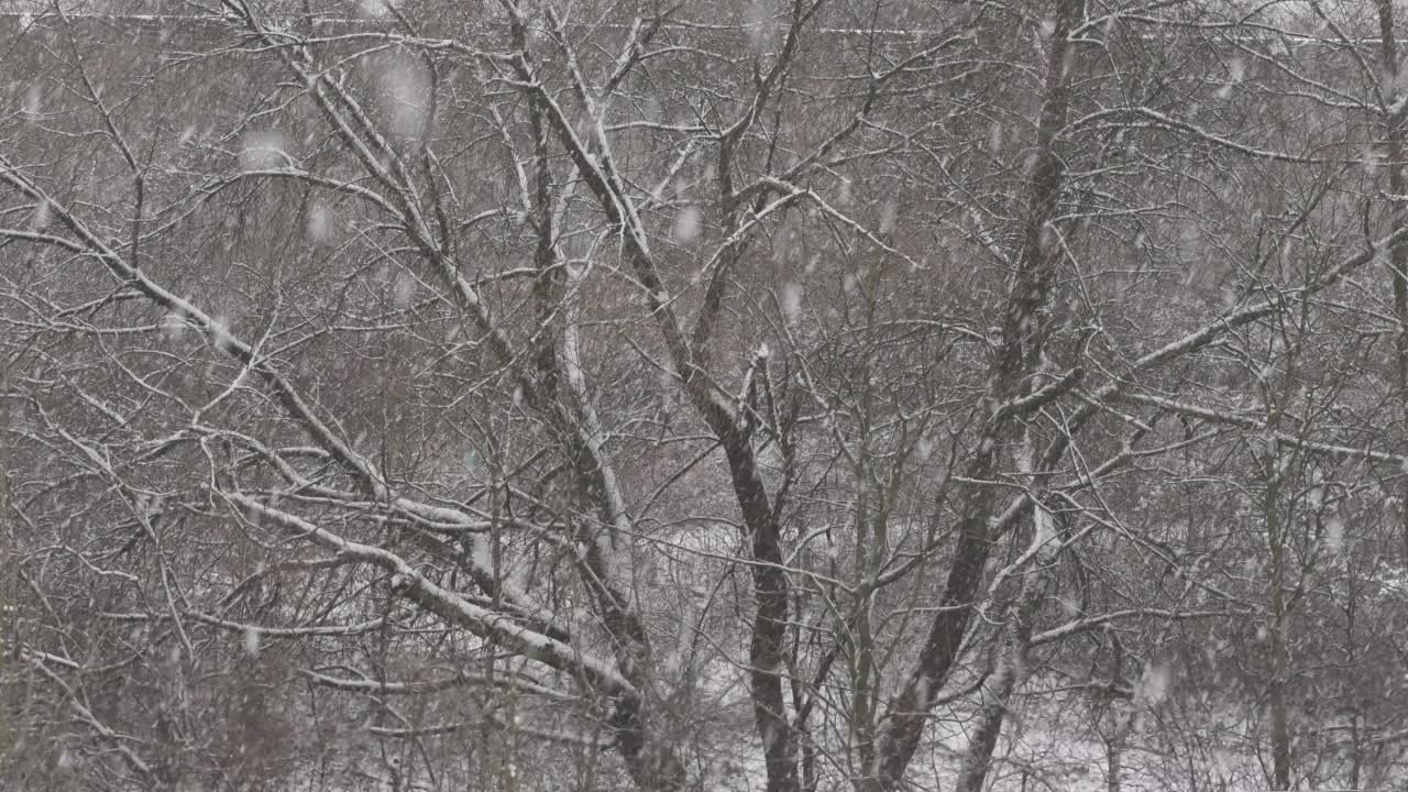 一棵大树被雪覆盖，雪正在下。视频素材