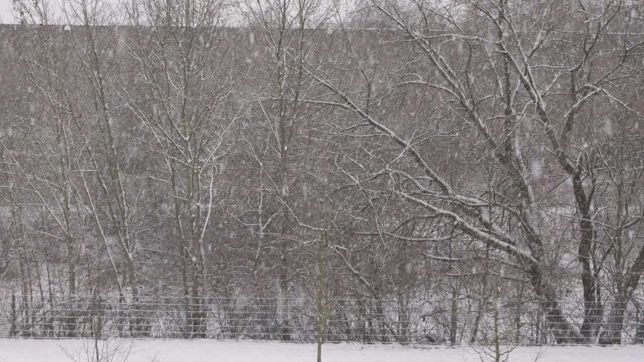 一棵大树被雪覆盖，雪正在下。视频下载