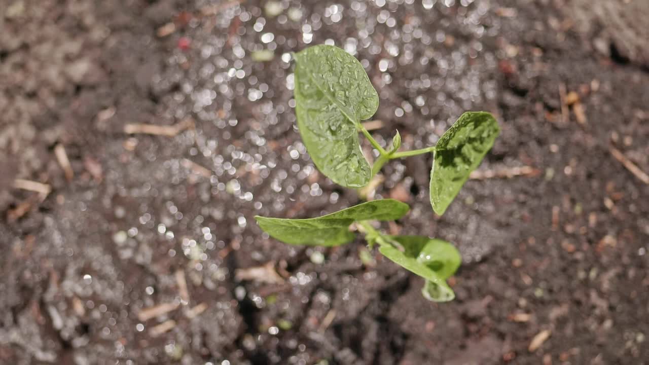 在湿润肥沃的土壤背景下，新鲜种植的蔬菜幼苗。视频素材