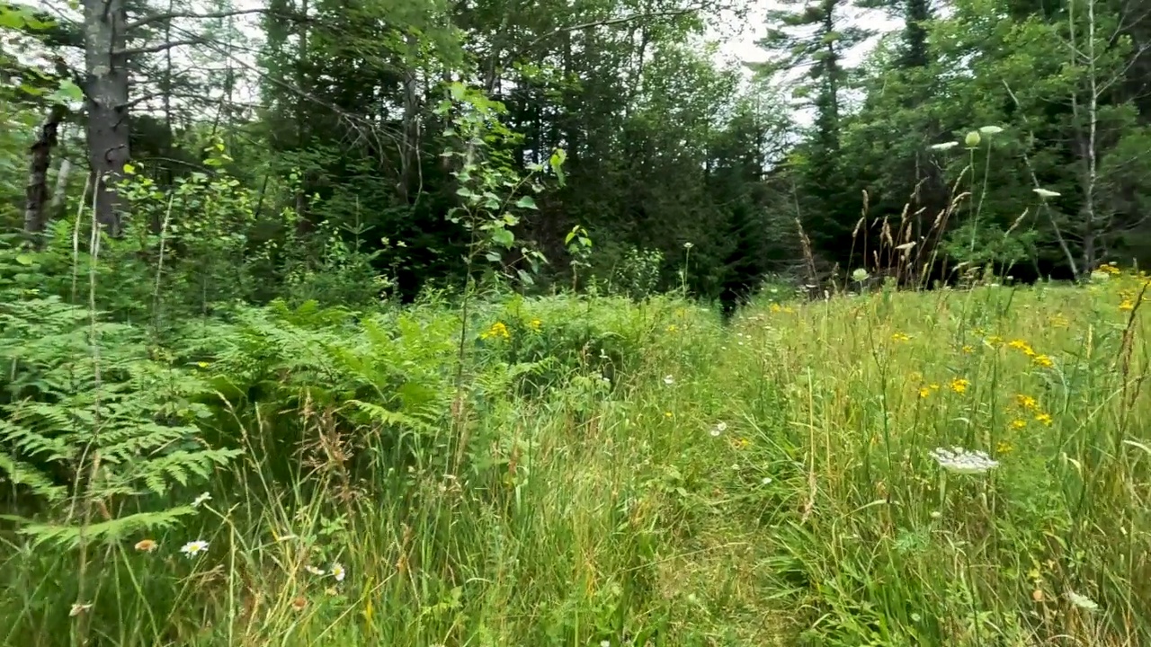 在绿油油的草地和森林里，骑着自行车穿过一条单行道视频素材