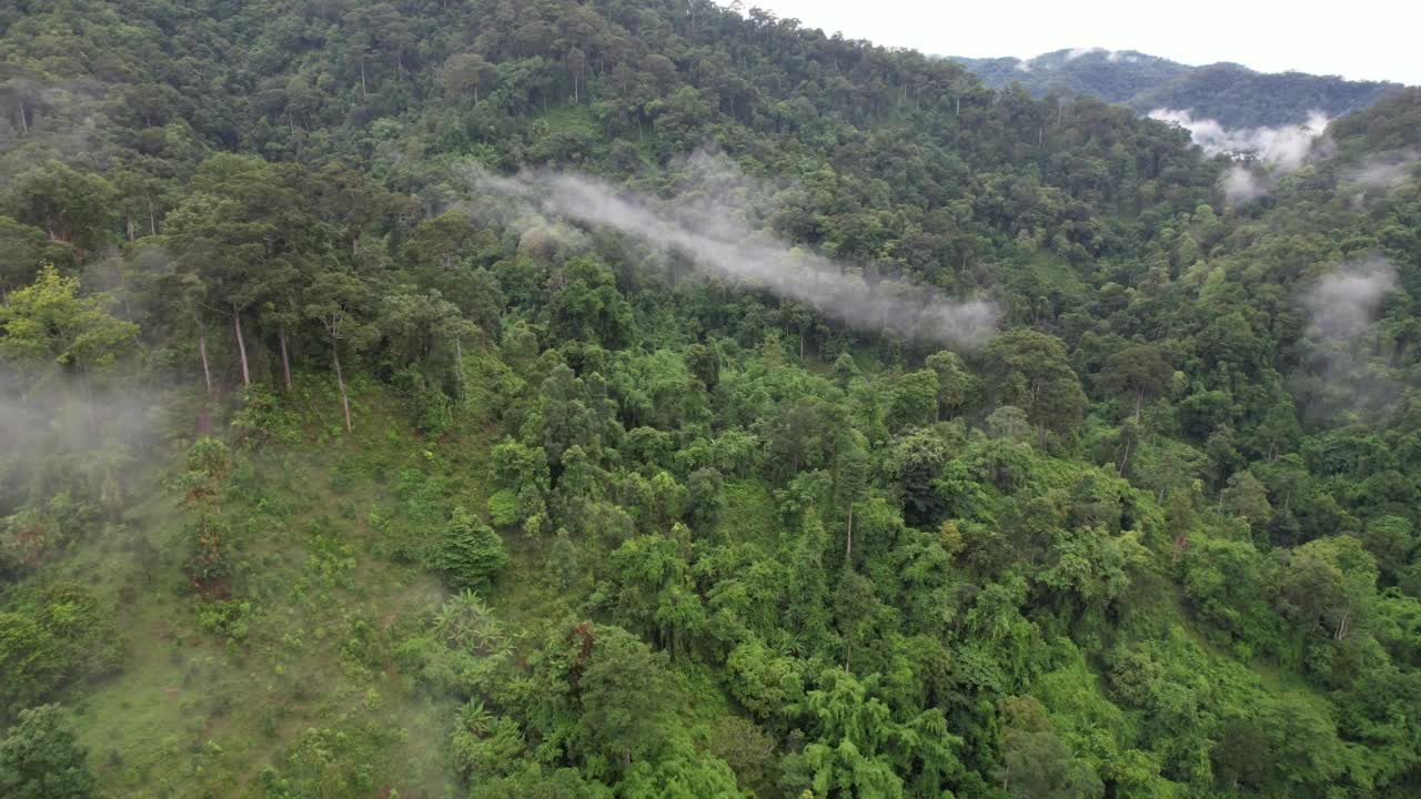 在雾天用无人机拍摄的绿色雨林和山丘的空中景观视频素材