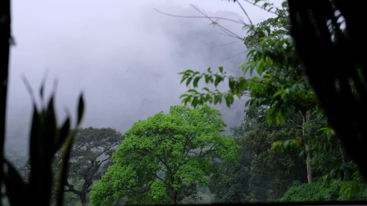 雾天的热带雨林和山丘景观视频素材