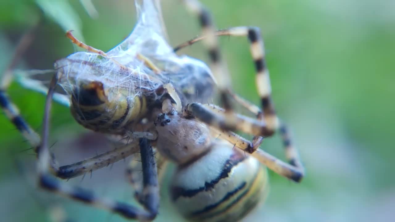 黄蜂蜘蛛吃黄蜂视频素材