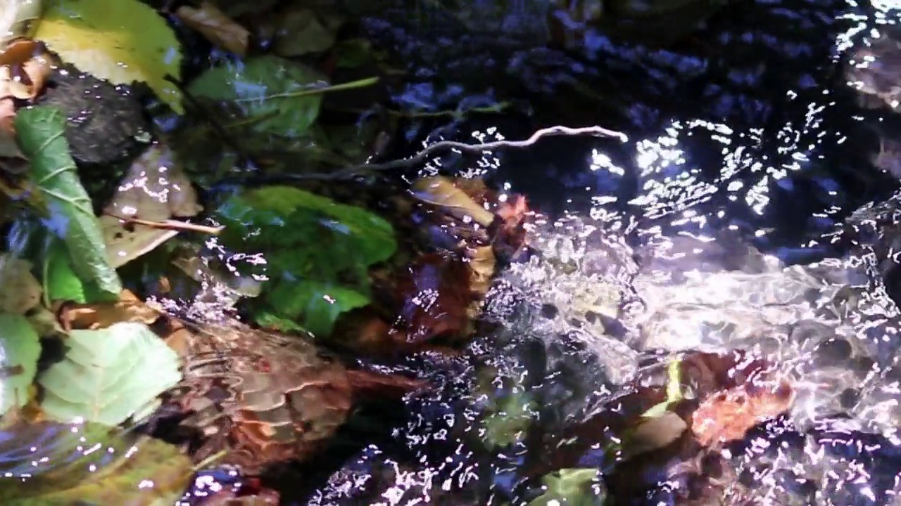 波光粼粼的小溪在平静的浮动，通过田园诗般的绿色森林风景与小波浪和石头在平静的河流显示了轻松的徒步旅游与清澈的水和健康的环境视频素材