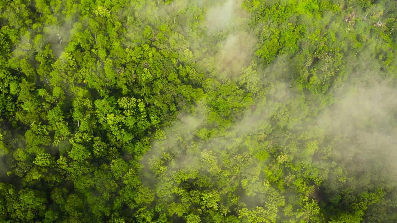 热带山脉和山坡上有雨林。斯里兰卡。视频素材