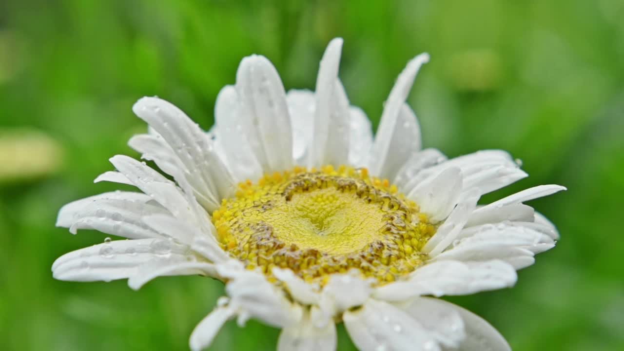 在花园的特写中，一个女人的手指触摸雨后甘菊的黄色花心。美丽的甘菊花在水滴。自然背景,植物。慢动作镜头视频素材