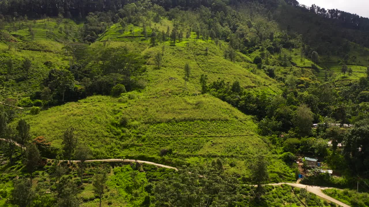 山坡上的茶园。视频素材