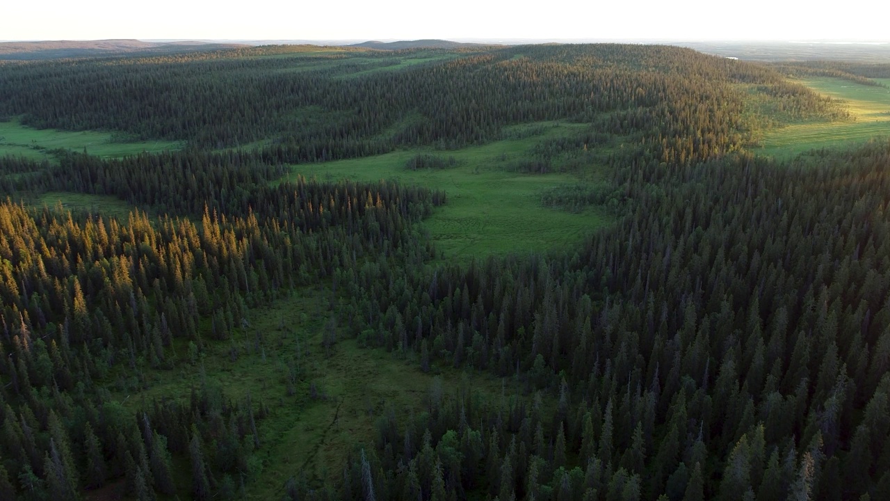 Riisitunturi国家公园的森林和沼泽，在夏季的风景中拔地拔地视频素材