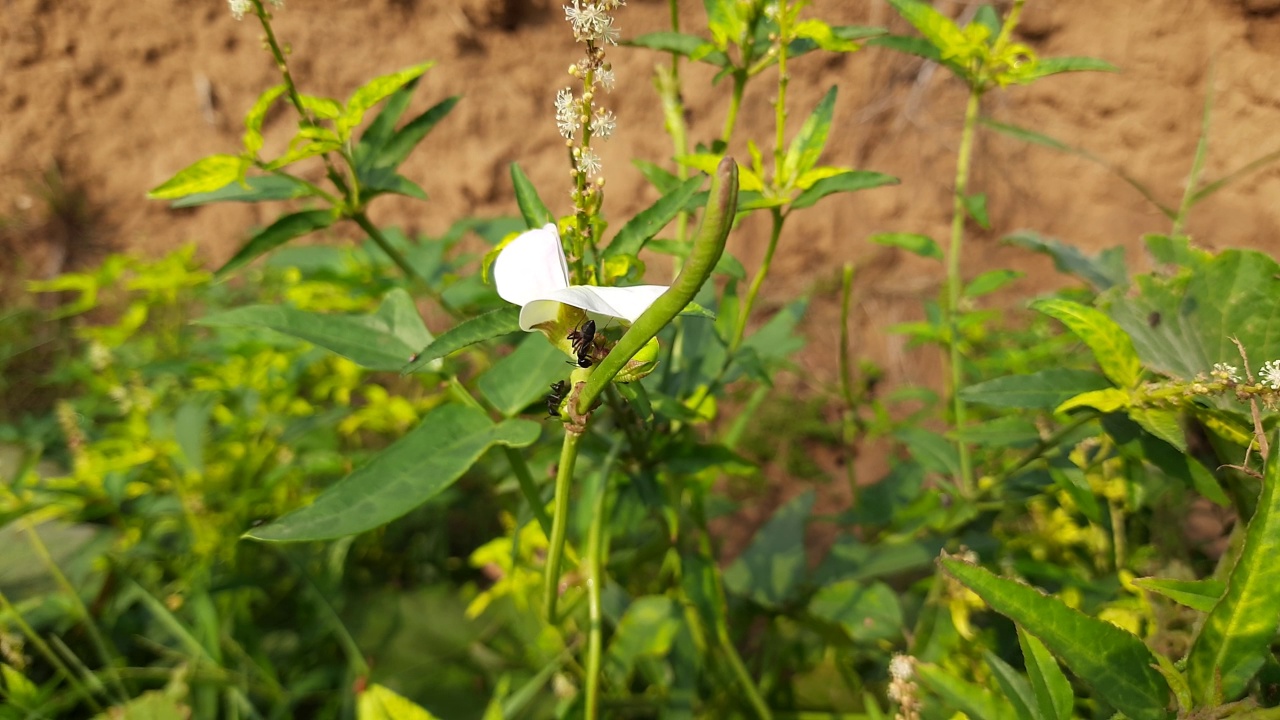 豇豆植物花。视频素材