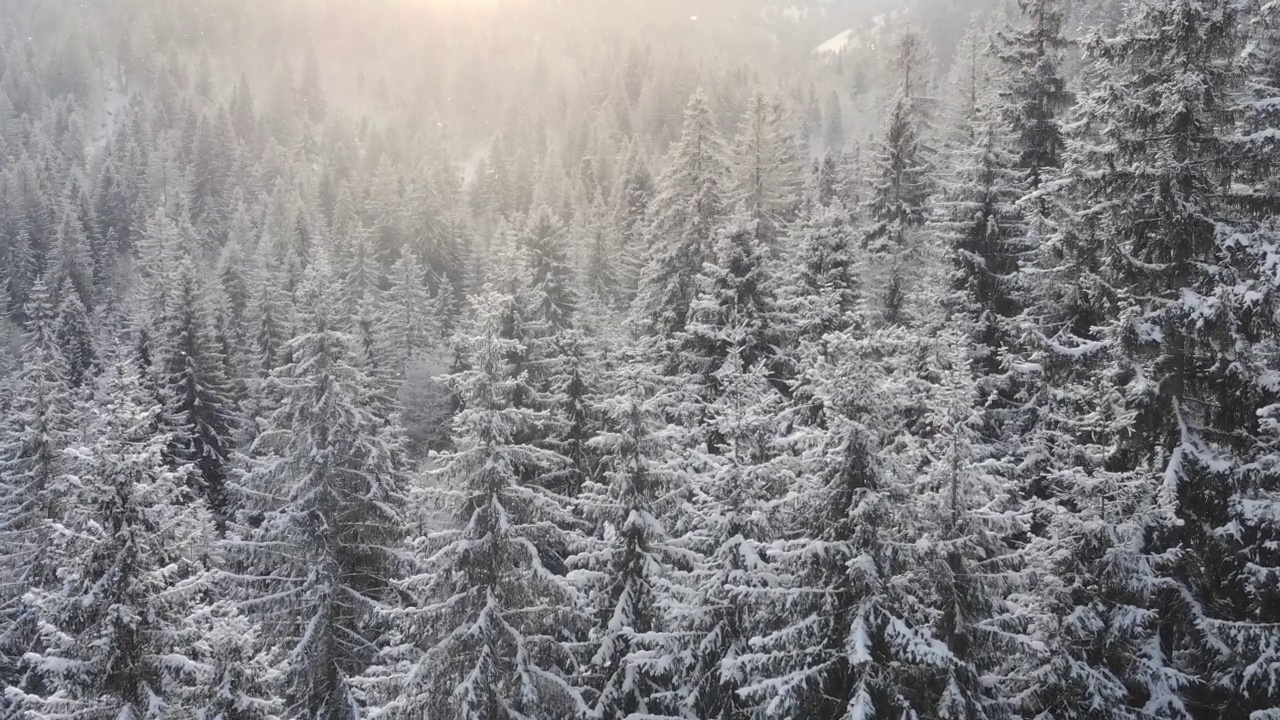 日落降雪期的冬季森林的无人机镜头视频素材