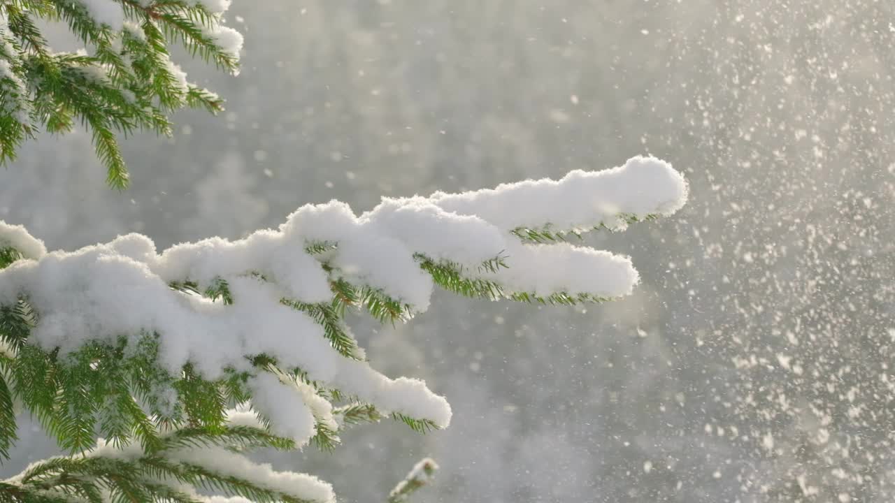 美丽的冬季风景与雪落在冷杉树枝特写视频素材