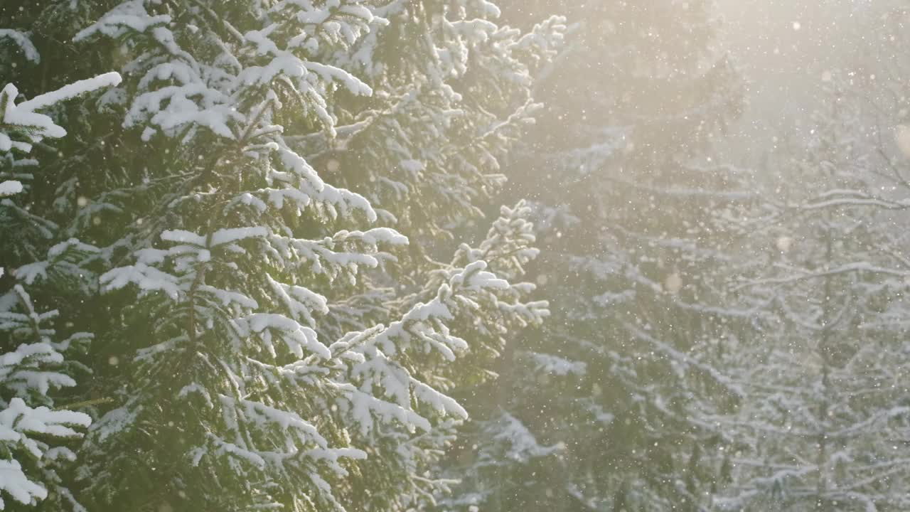 美丽的冬季风景与雪落在冷杉树枝特写视频素材