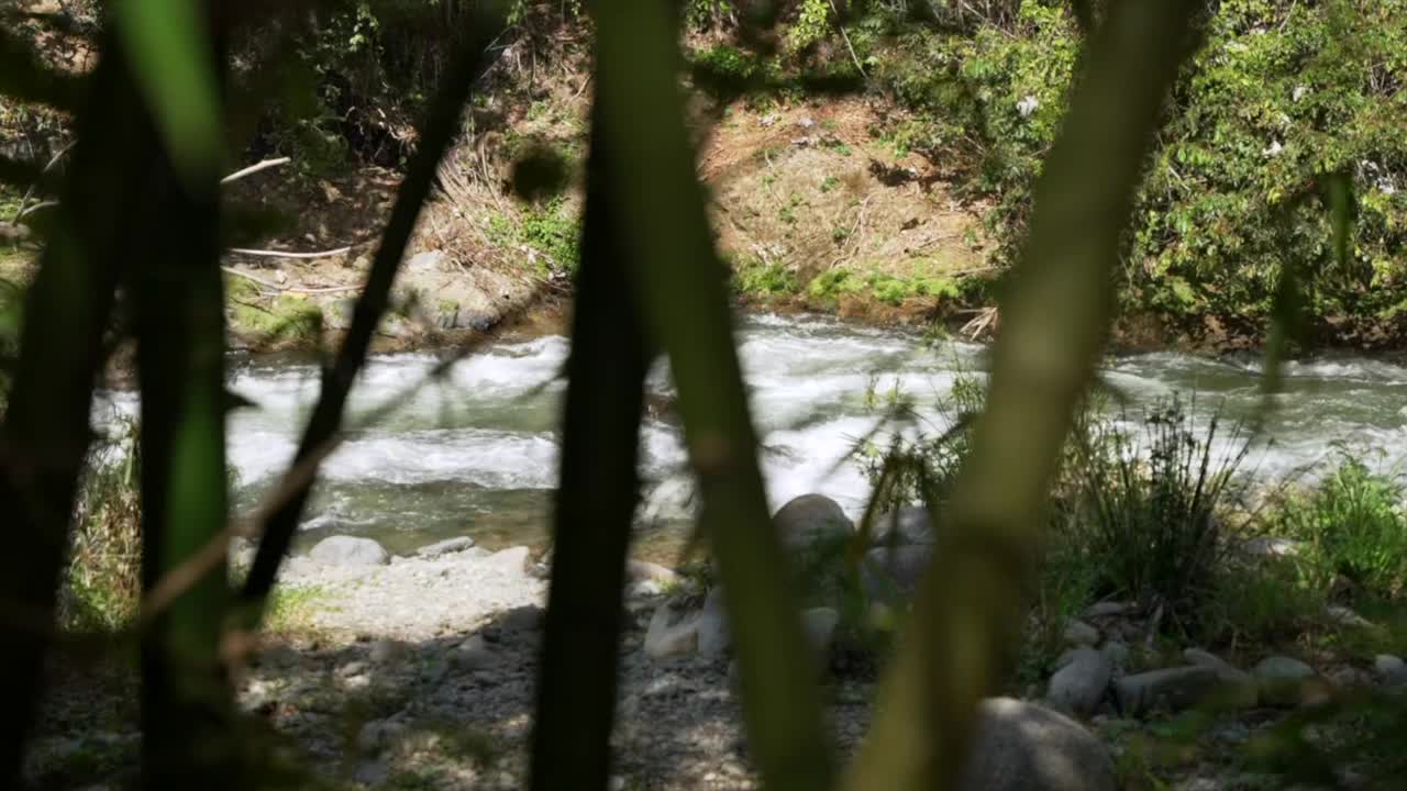 穿过竹林，在热带森林的石头上流淌着一条干净的小溪视频素材