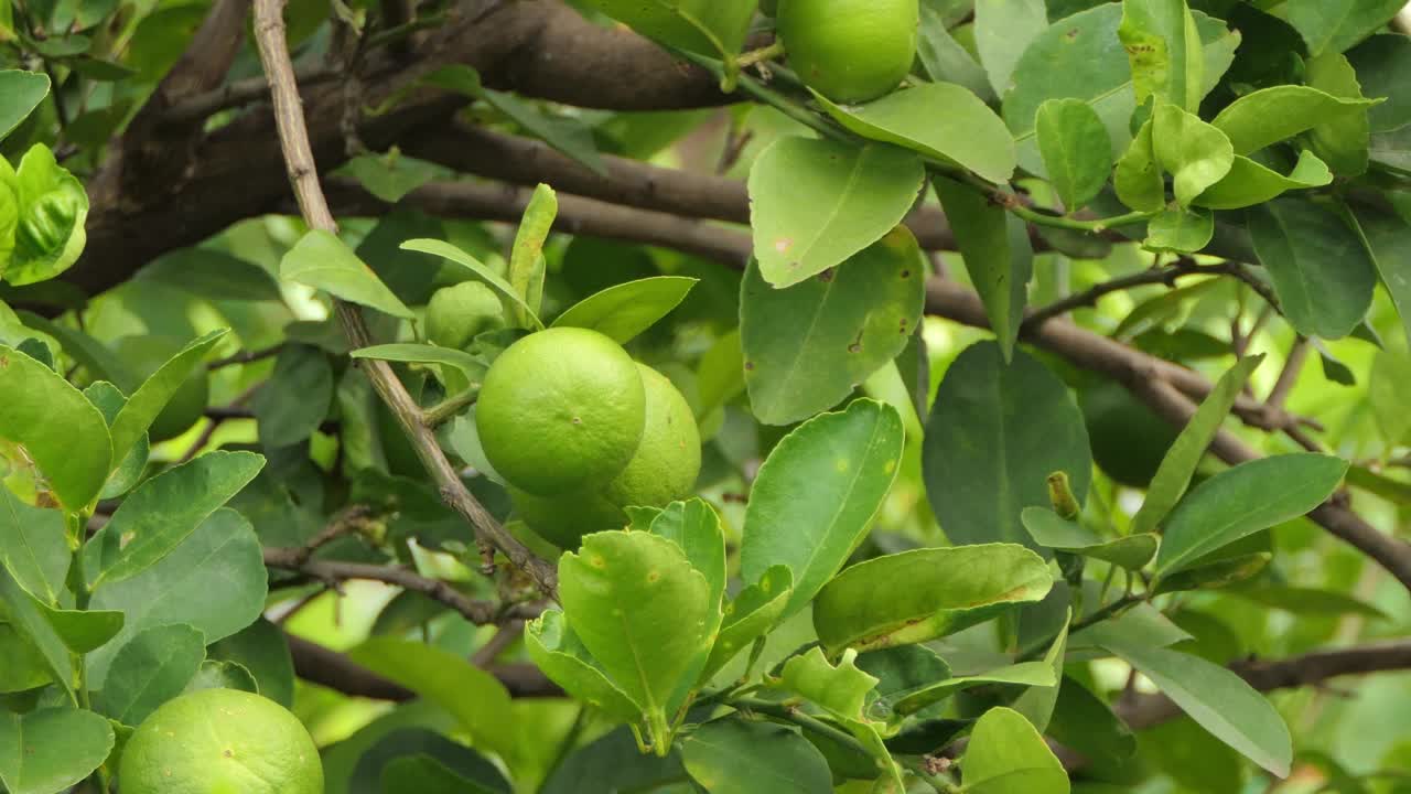 在有机花园里收获石灰。视频素材