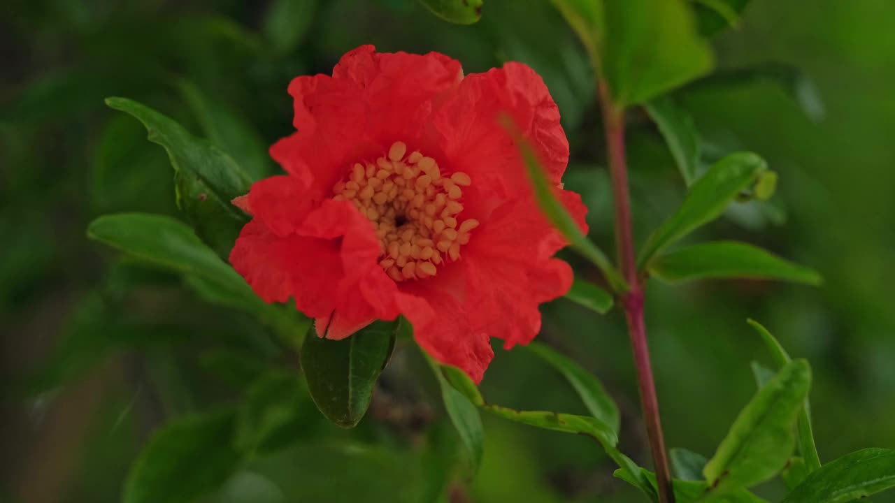 石榴花视频素材