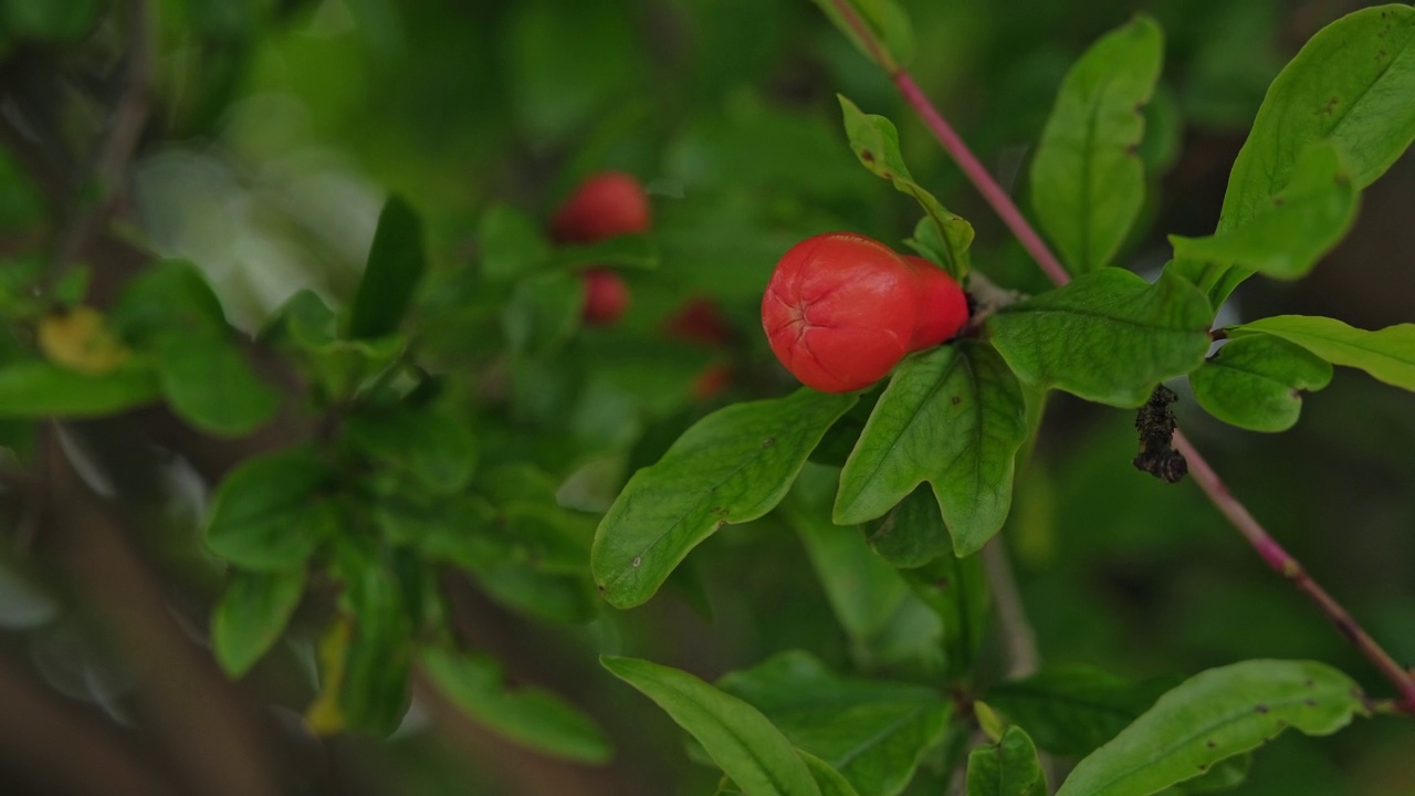 石榴花视频素材