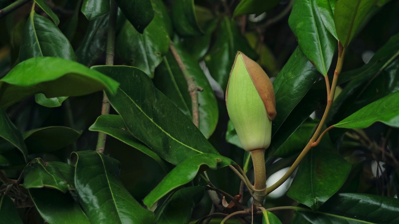 木兰的花视频素材