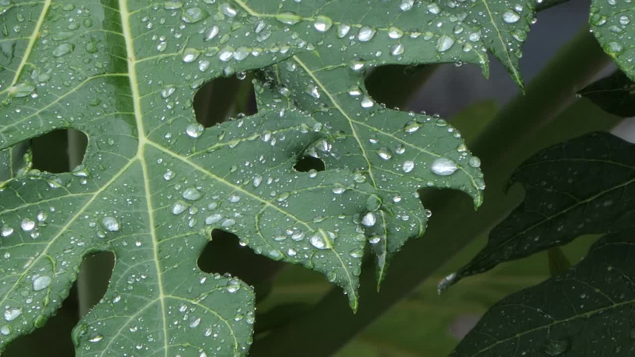 滴在木瓜叶子上的水。视频素材