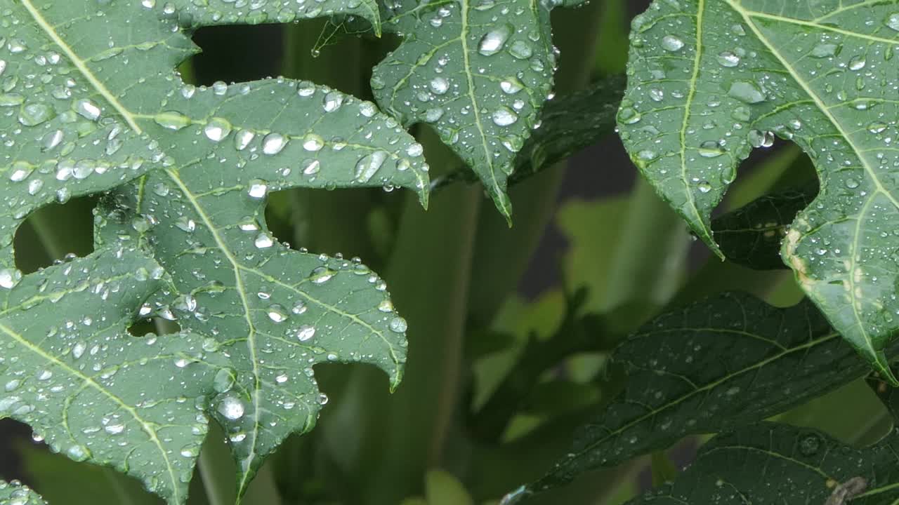 滴在木瓜叶子上的水。视频素材