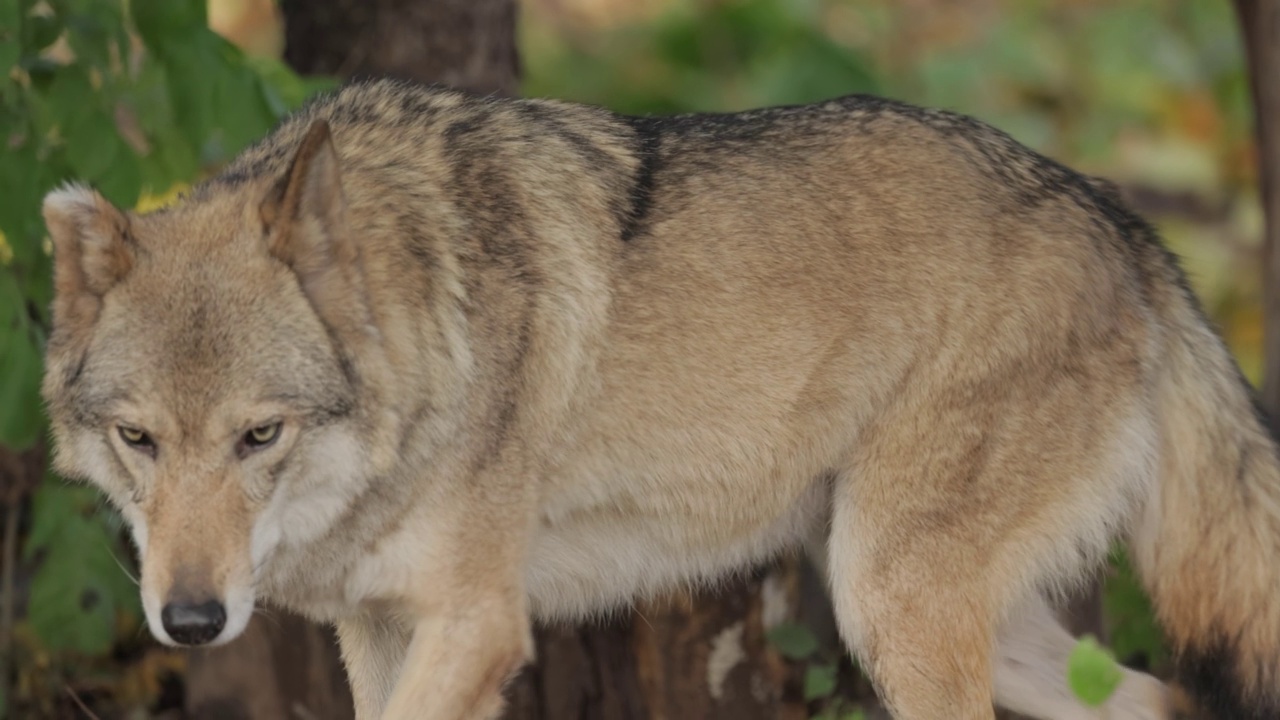 狼(Canis lupus)，又称灰狼，是现存最大的犬科成员。狼是犬类中最大的野生成员。视频素材