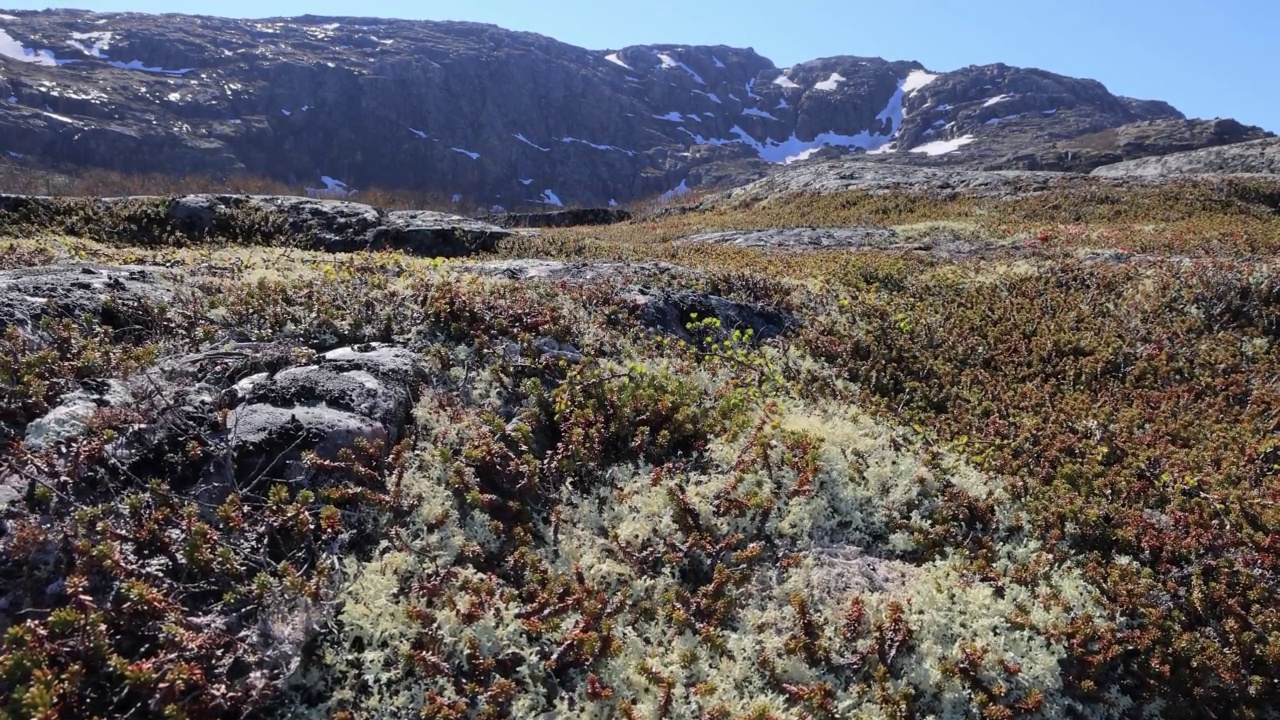 北极苔原地衣苔藓特写。它主要分布在北极苔原地区，高山苔原，非常耐寒。Cladonia rangiferina，也被称为驯鹿杯苔。视频素材