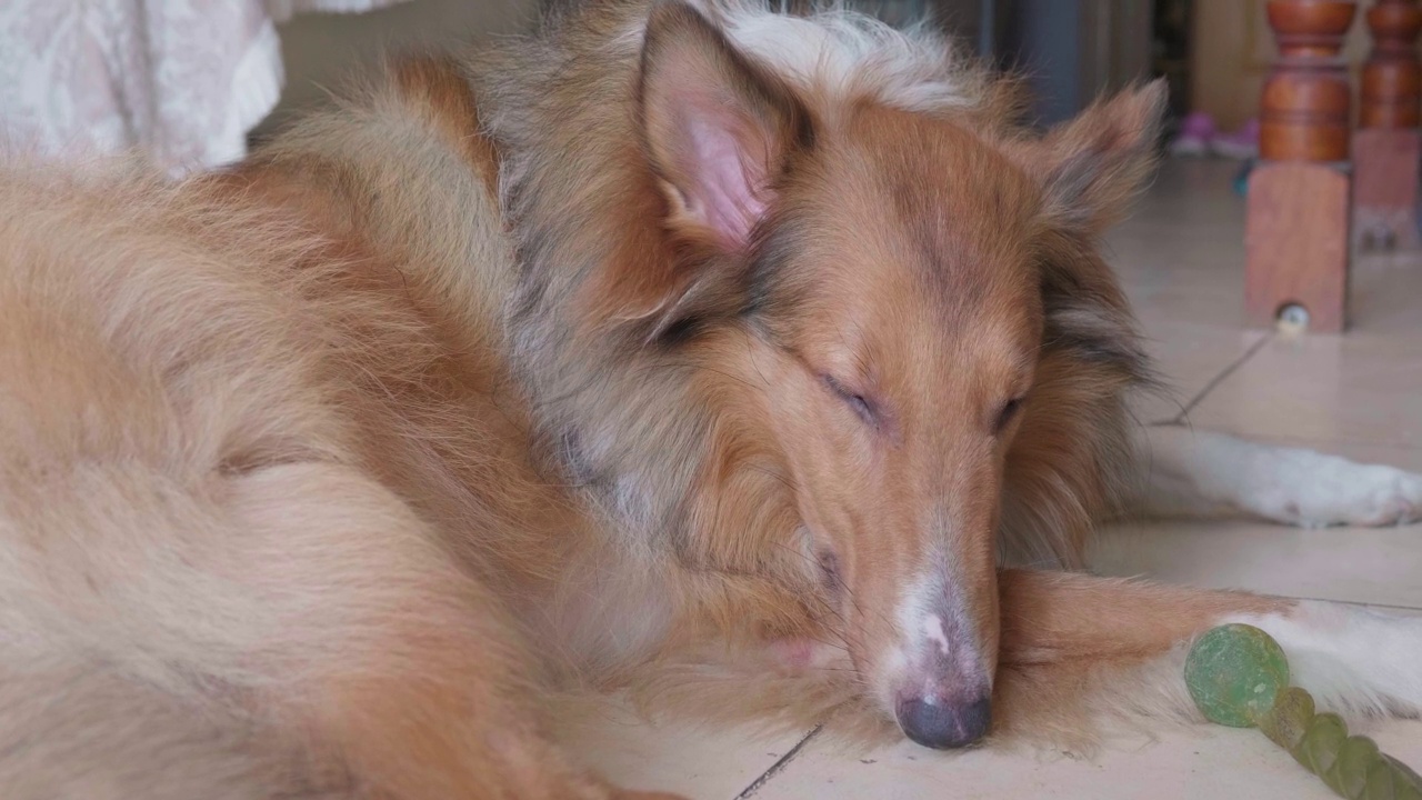 粗糙的牧羊犬睡在地上，特写。大型犬在炎热的夏天很累，稍微睁开眼睛就又睡着了。4k实时镜头。视频素材