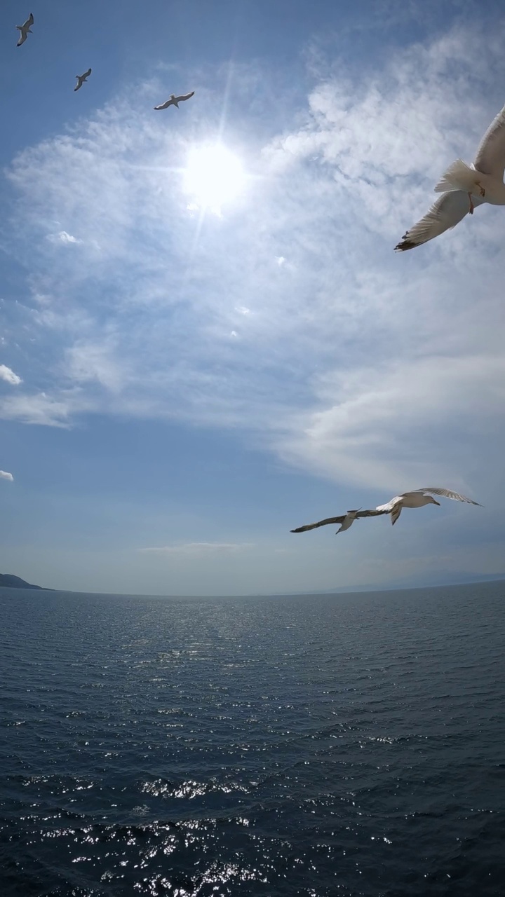 海鸥在海面上飞翔视频素材