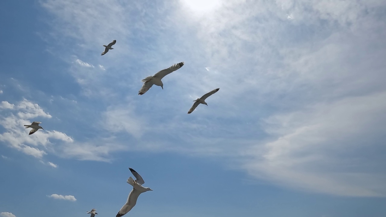 一群飞翔的海鸥视频素材