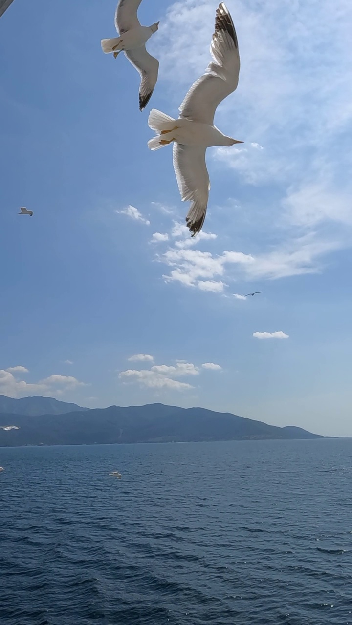 在爱琴海上空飞翔的海鸥视频素材