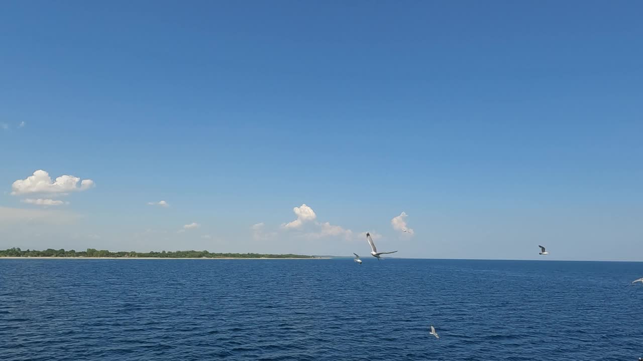 在爱琴海上空飞翔的海鸥视频素材