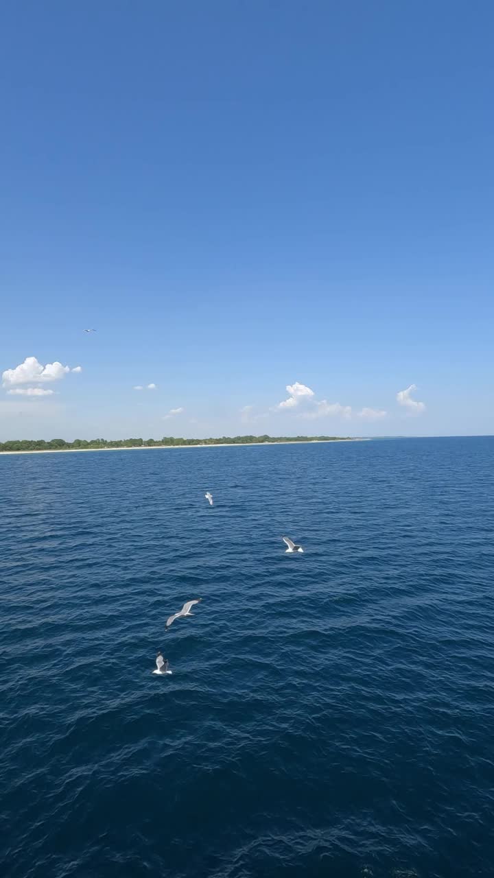 在爱琴海上空飞翔的海鸥视频素材